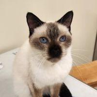 Teagues Run Veterinary Care LLC ico