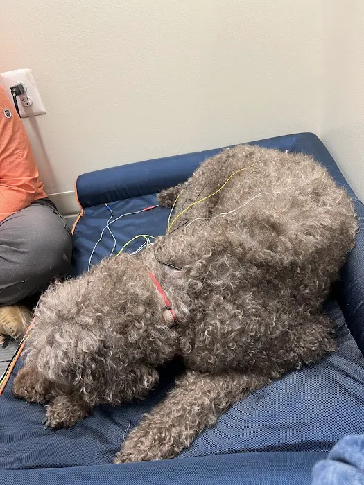 Big River Veterinary Acupuncture 12