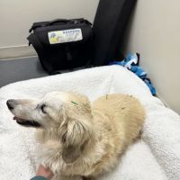 Big River Veterinary Acupuncture ico