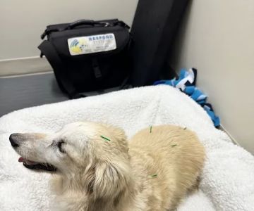 Big River Veterinary Acupuncture