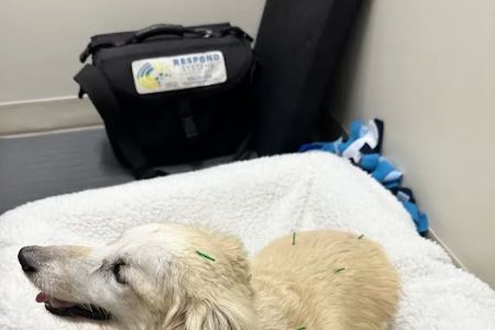 Big River Veterinary Acupuncture