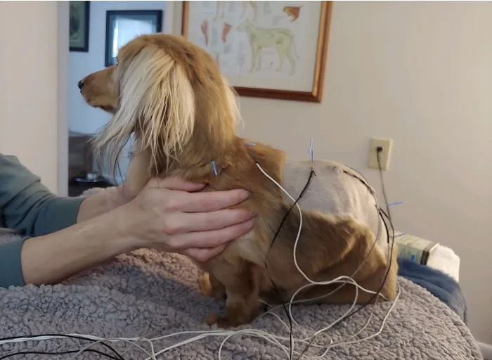 Big River Veterinary Acupuncture 12