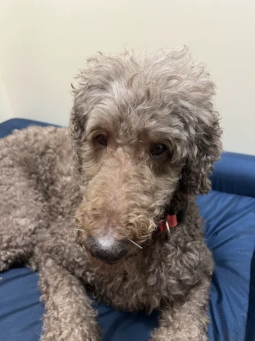 Big River Veterinary Acupuncture 12