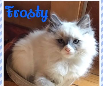 Camelot's Ragdolls