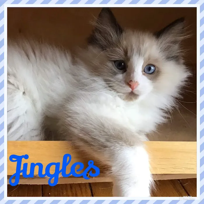Camelot's Ragdolls 12