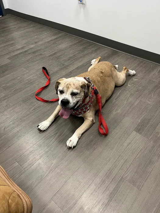 Companion Care Veterinary Hospital 12