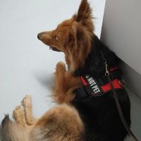 Tidewater Veterinary Hospital ico