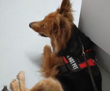 Tidewater Veterinary Hospital