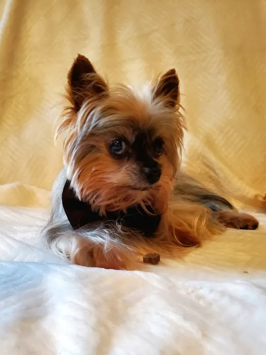 Simpsonville Animal Hospital 2