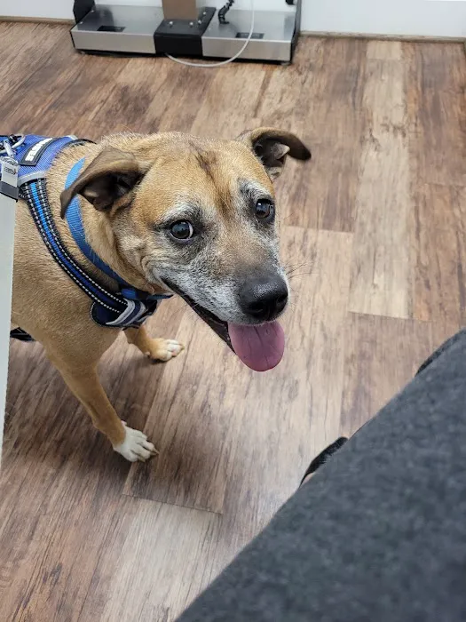 Simpsonville Animal Hospital 3