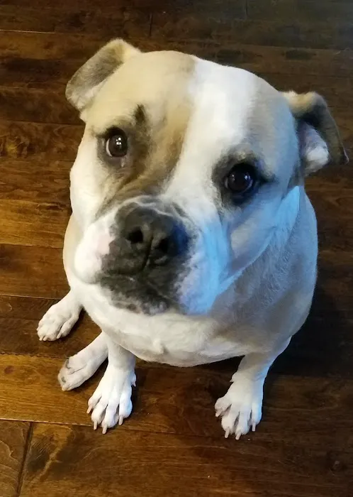 Simpsonville Animal Hospital 7