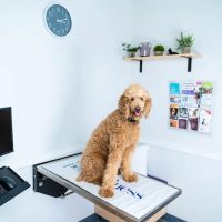My Pets Wellness - Veterinarian - Simpsonville ico