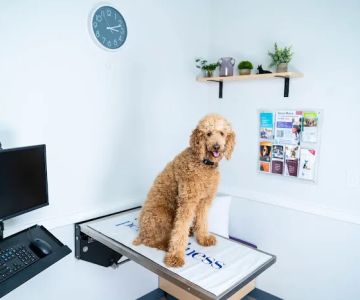 My Pets Wellness - Veterinarian - Simpsonville