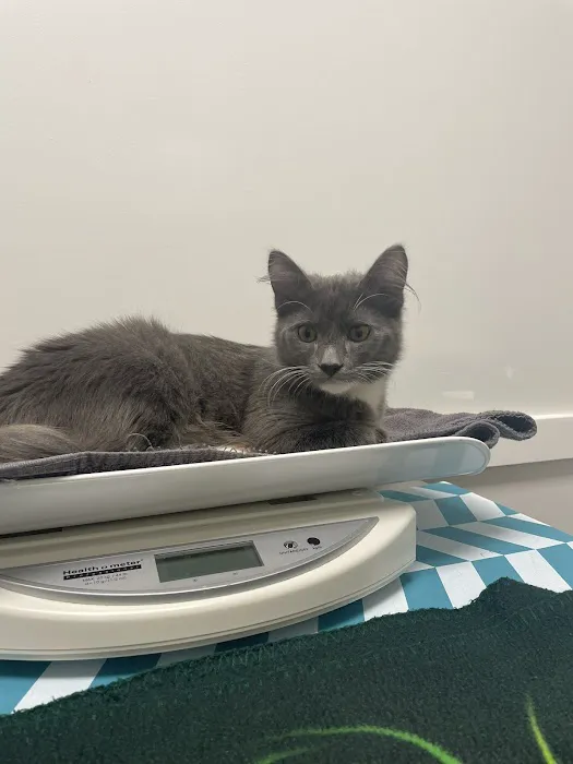 My Pets Wellness - Veterinarian - Simpsonville 4