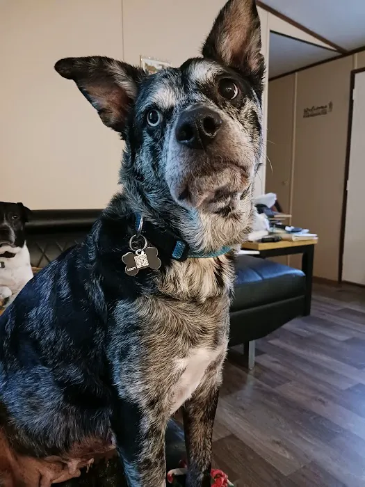 Cedar Lake Animal Hospital 5