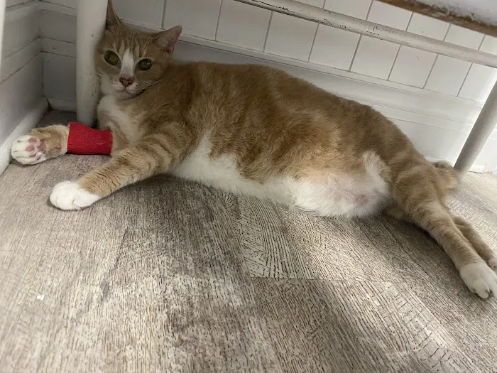 Cedar Lake Animal Hospital 3