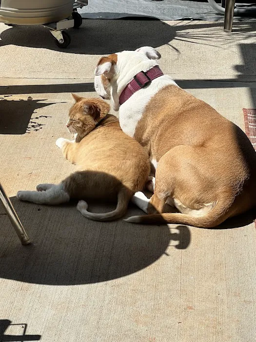 Cedar Lake Animal Hospital 6