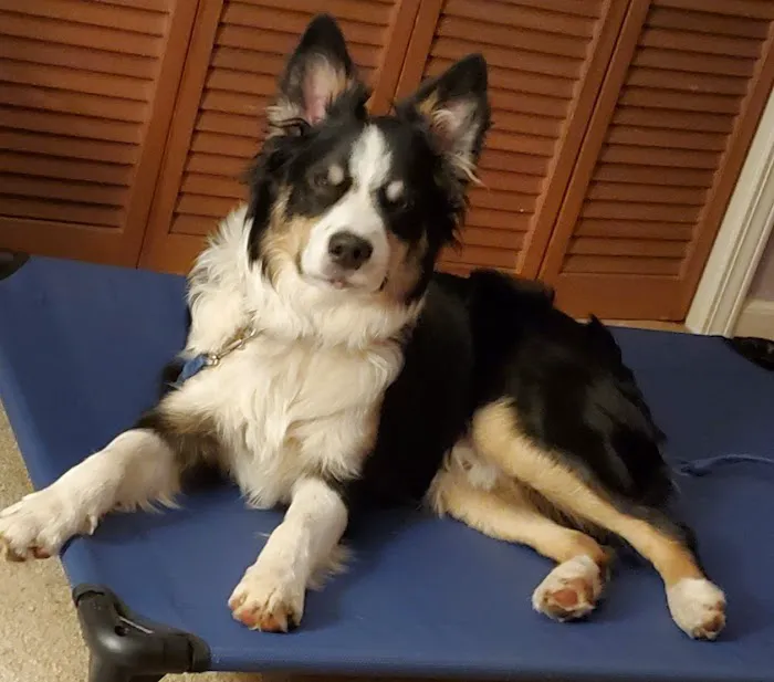Cedar Lake Animal Hospital 7