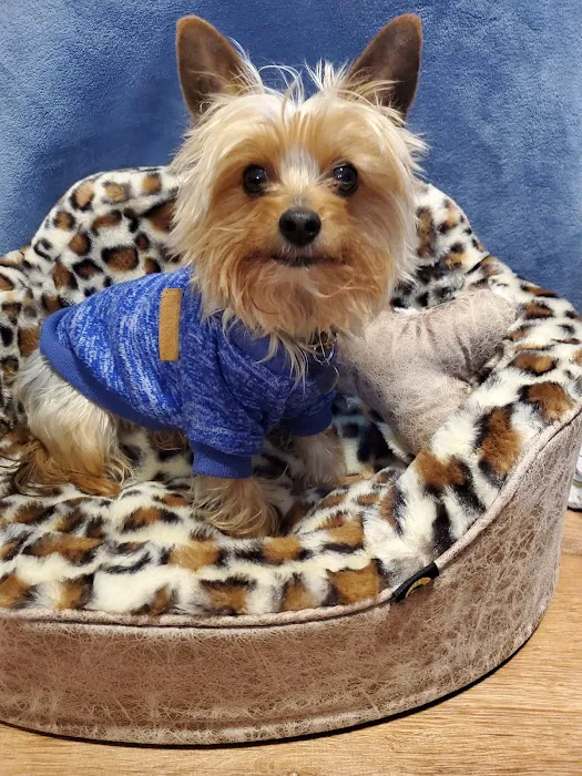 Fountain Inn Animal Clinic 4