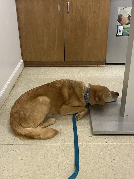 Fountain Inn Animal Clinic 7