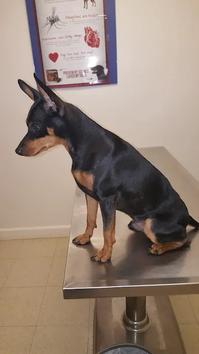 Fountain Inn Animal Clinic 8