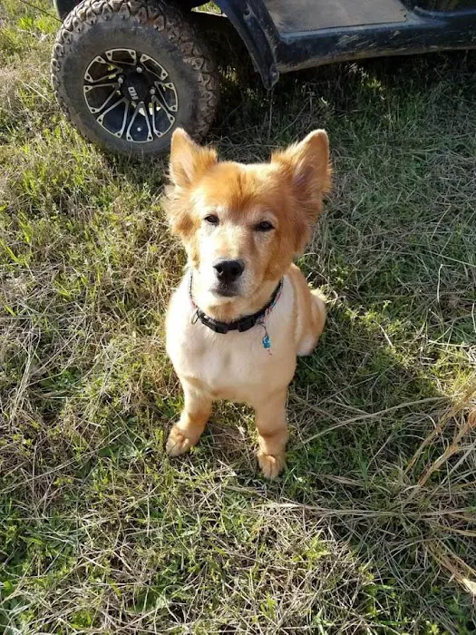Fountain Inn Animal Clinic 10