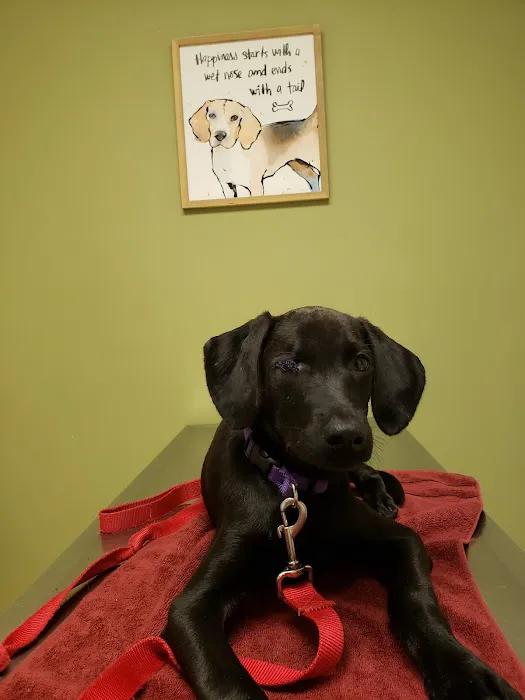 Sycamore Veterinary Services 12