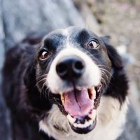 Sycamore Veterinary Services ico