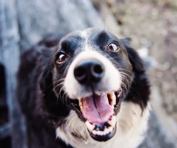 Sycamore Veterinary Services