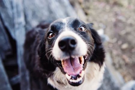 Sycamore Veterinary Services