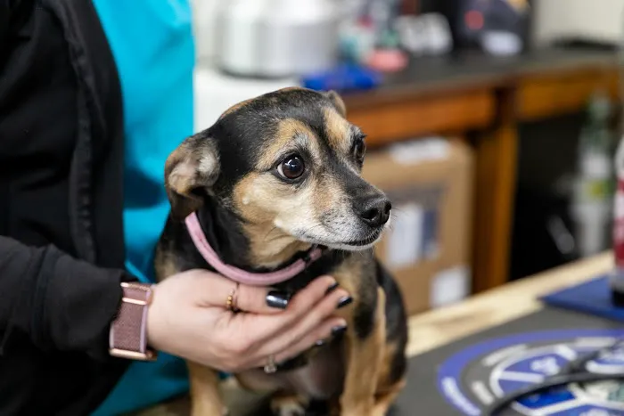 Winterville Animal Clinic 6