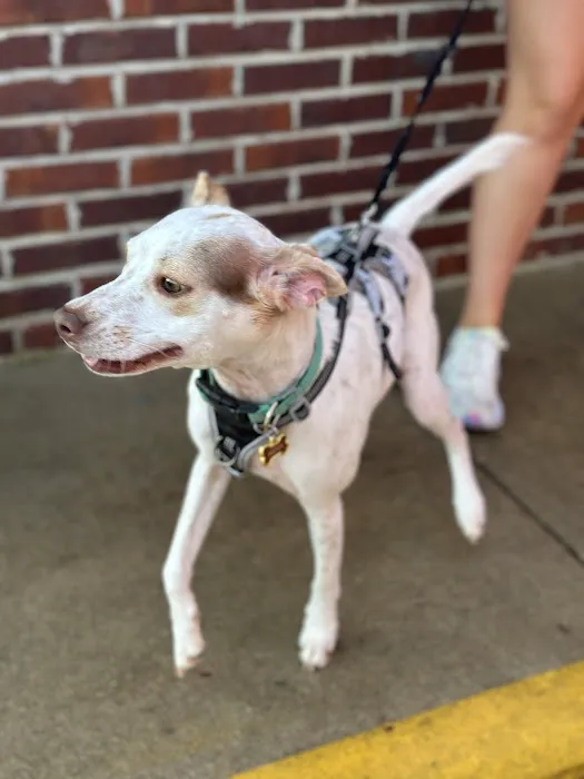 Winterville Animal Clinic 7