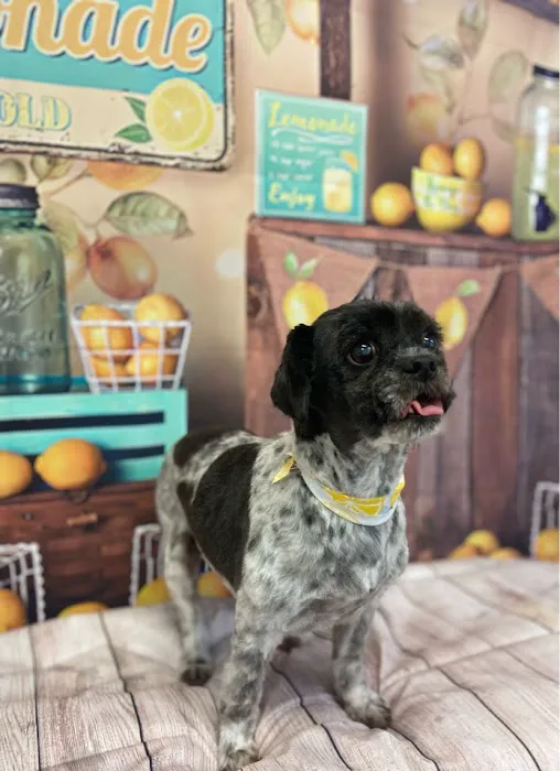 Jefferson Animal Hospital 12