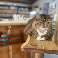Shannon Veterinary Services ico