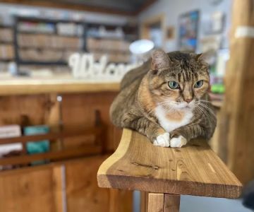 Shannon Veterinary Services