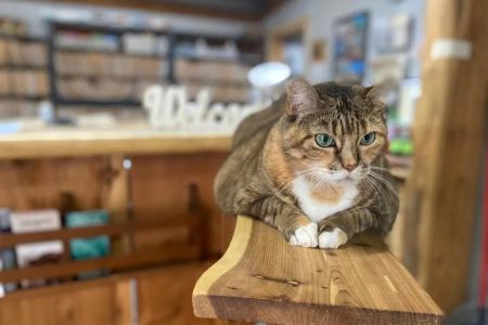 Shannon Veterinary Services