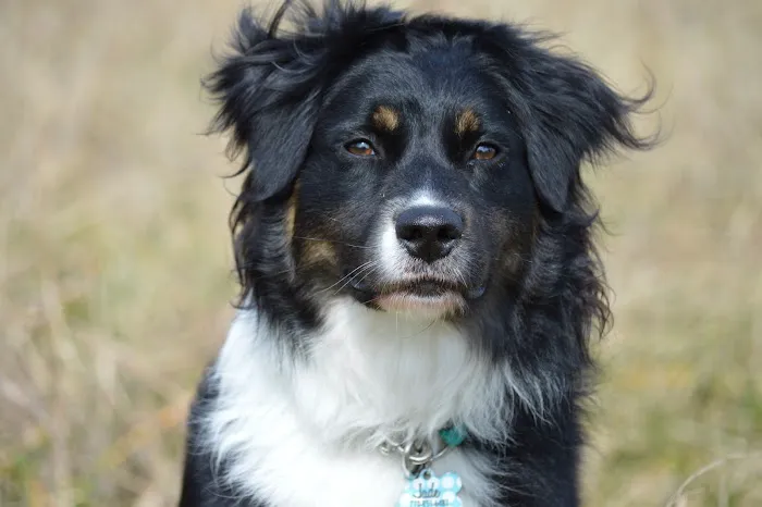 Shannon Veterinary Services 4