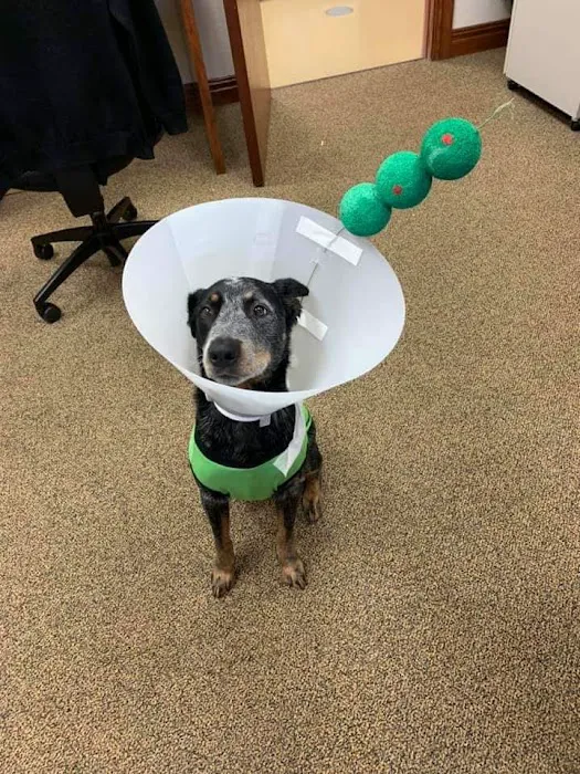 Shannon Veterinary Services 6