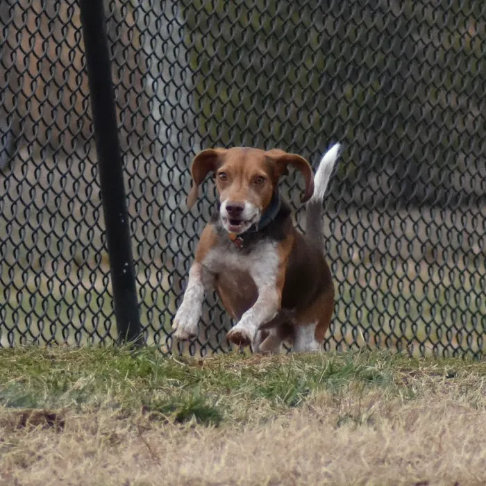 Cornelia Veterinary Hospital 12