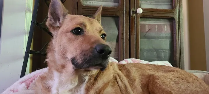 Cornelia Veterinary Hospital 12