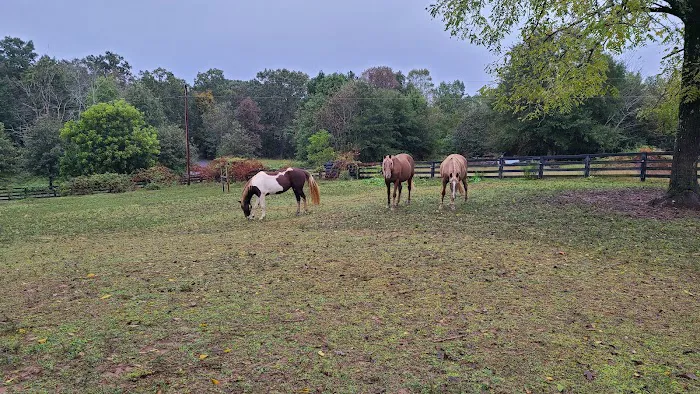 Town & Country Animal Hospital 12