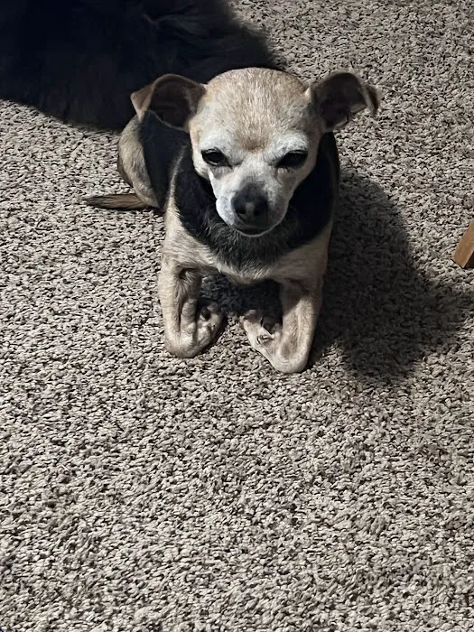 Town & Country Animal Hospital 12