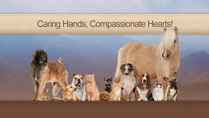 Town & Country Animal Hospital 12