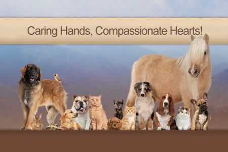 Town & Country Animal Hospital