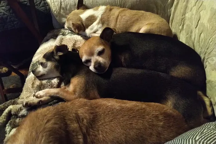 Town & Country Animal Hospital 12