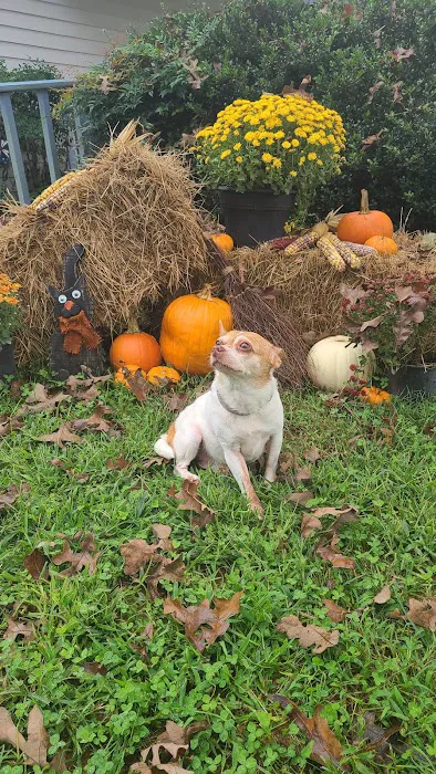 Town & Country Animal Hospital 12
