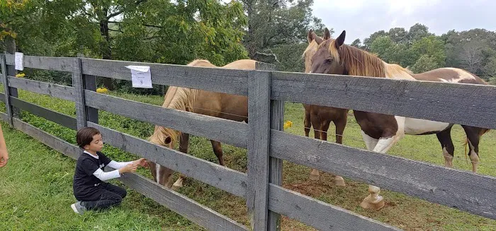 Town & Country Animal Hospital 12