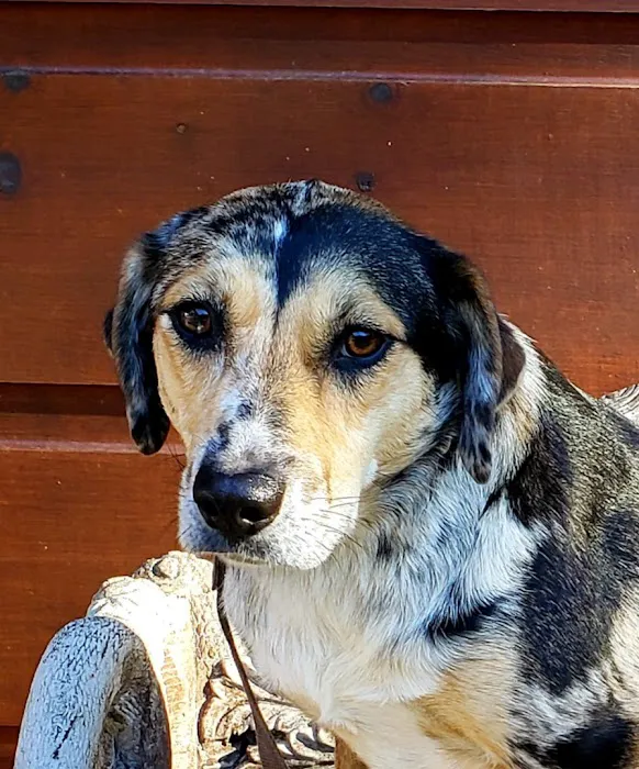 Cohutta Animal Clinic 5