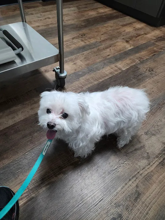 Ocoee Animal Hospital 10