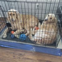 The Pet Clinic ico